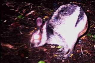 foto-foto kelinci paling langka didunia yang ada di sumatra dan tertangkap kamera
