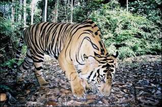 sumatran tiger1 4 Warisan Dunia Yang Ada di Indonesia